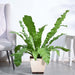 Bird's Nest Fern XL