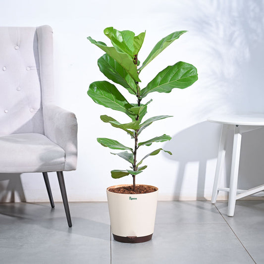 Ficus Lyrata (Fiddle Leaf Fig) - XL