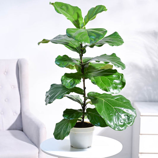 Fiddle Leaf Fig Plant