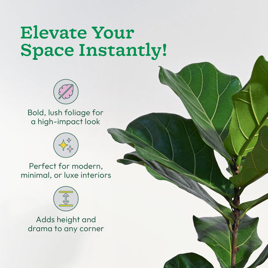 Ficus Lyrata (Fiddle Leaf Fig) - XL