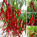 Hybrid Chilli Seeds