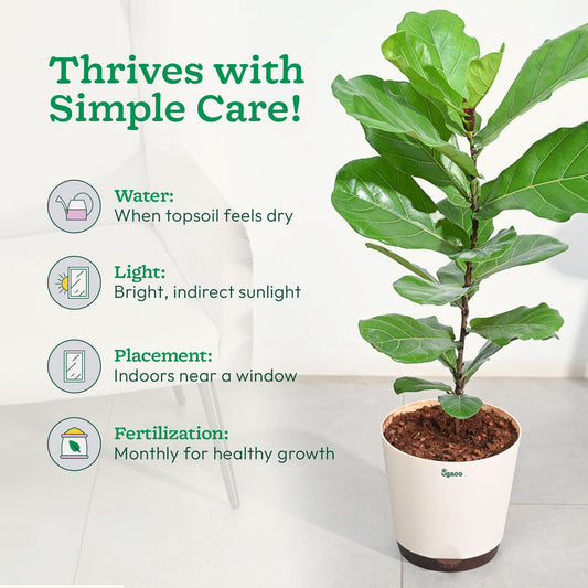 Ficus Lyrata (Fiddle Leaf Fig) - XL