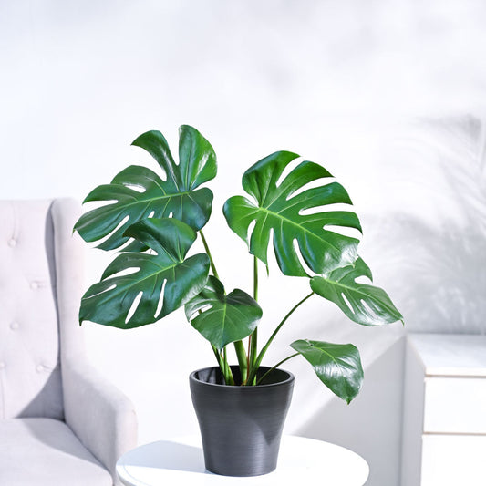 Monstera Deliciosa Plant