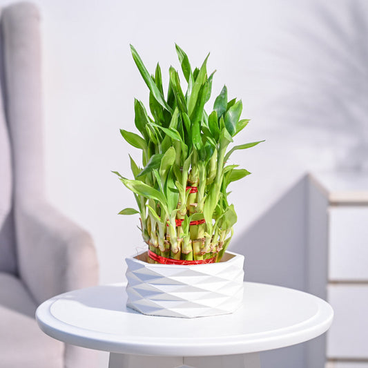 Lucky Bamboo Plant - 3 Layer