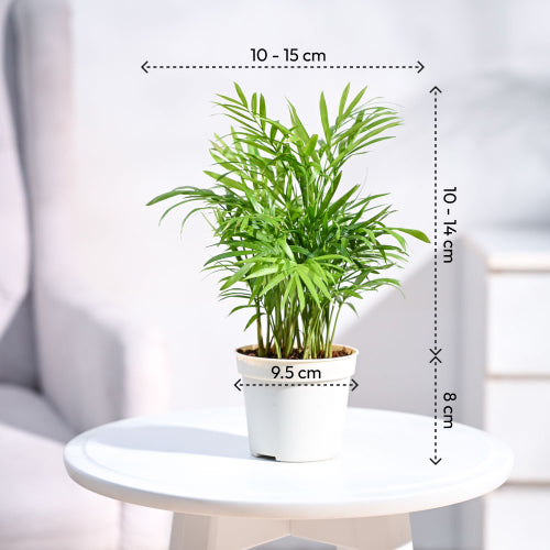 Bamboo Palm Plant