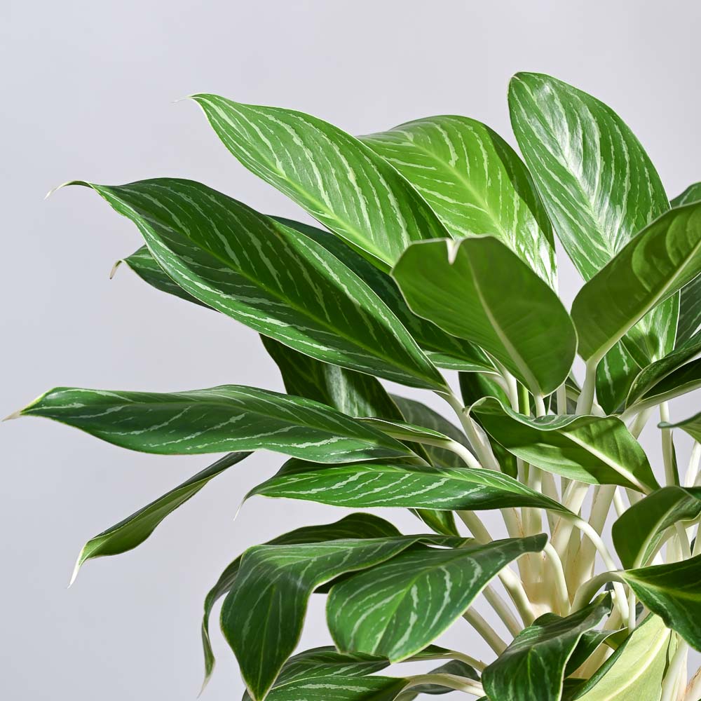 Aglaonema Stripes Plant - XL