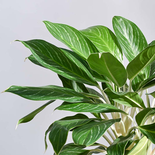 Aglaonema Stripes Plant - XL