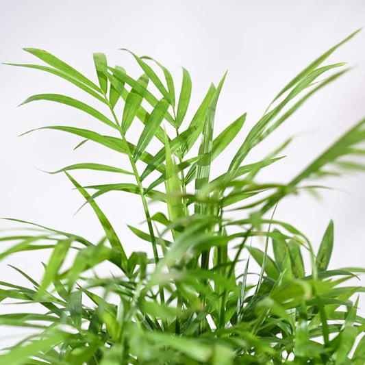Bamboo Palm Plant