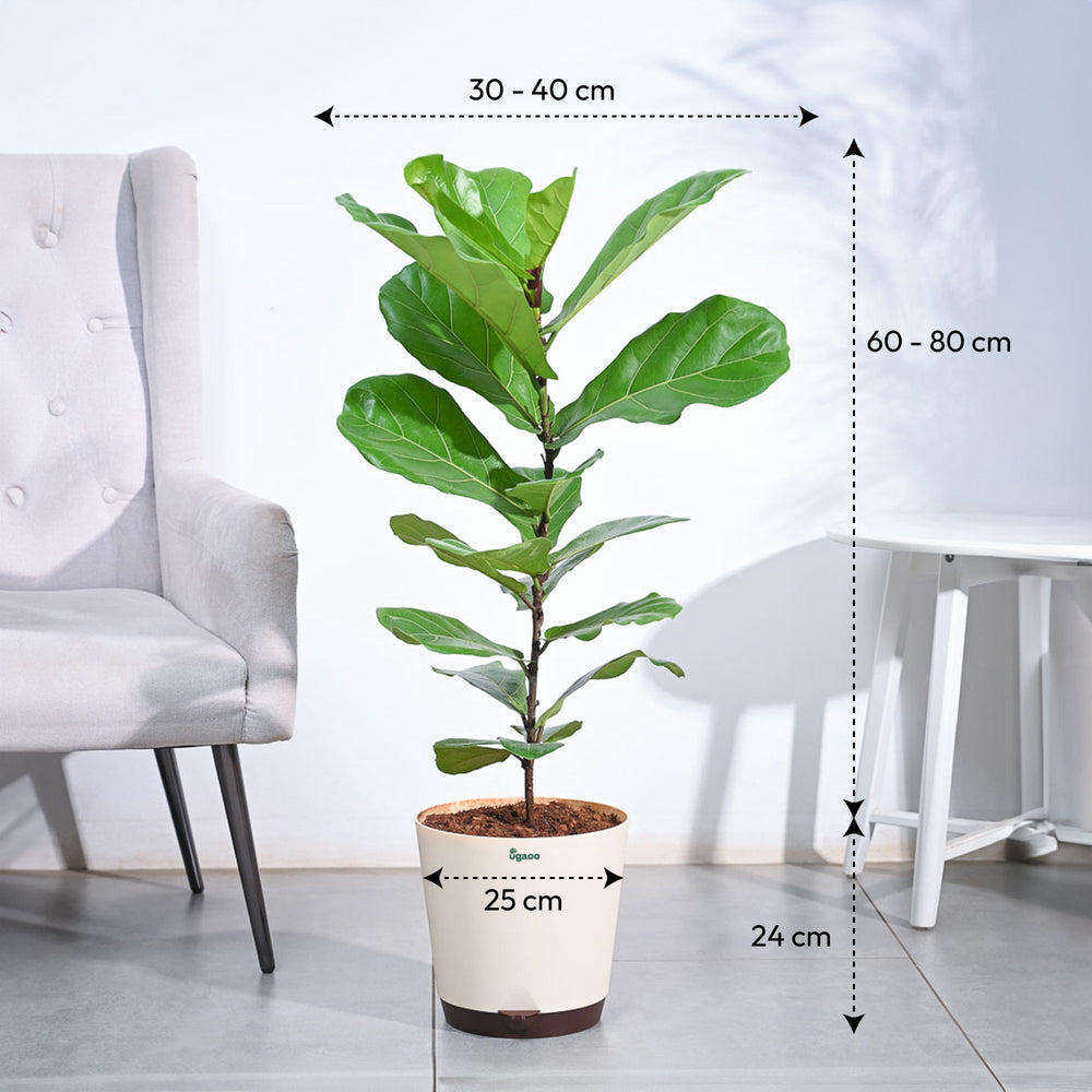Ficus Lyrata (Fiddle Leaf Fig) - XL