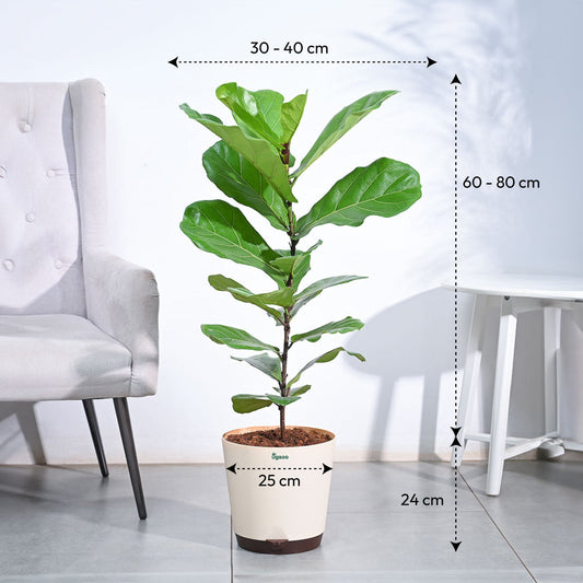 Ficus Lyrata (Fiddle Leaf Fig) - XL
