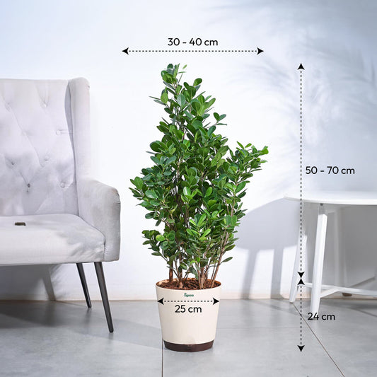 Ficus Moclame Plant - XL