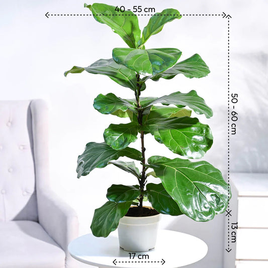Fiddle Leaf Fig Plant