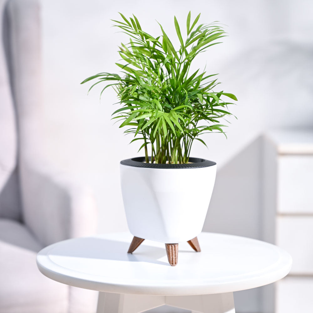 Bamboo Palm Plant