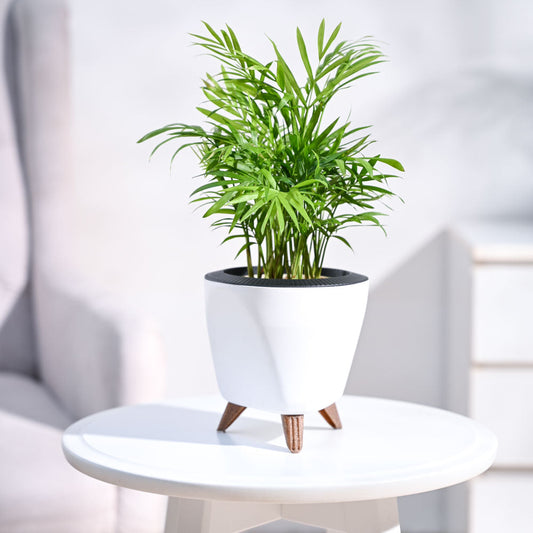 Bamboo Palm Plant