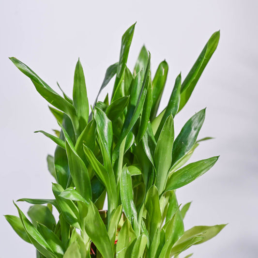 Lucky Bamboo Plant - 3 Layer