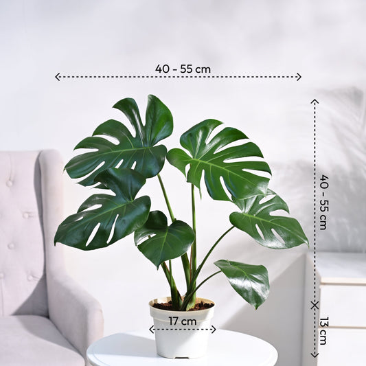 Monstera Deliciosa Plant