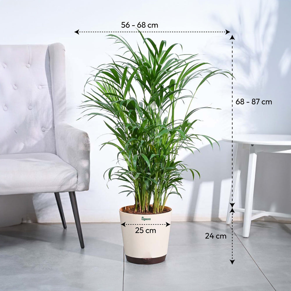 Areca Palm Plant XL