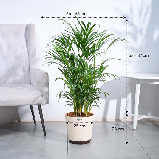 Areca Palm Plant XL