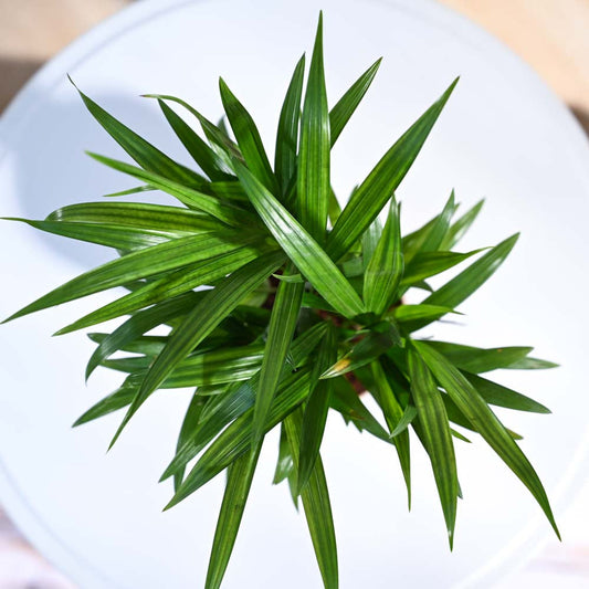 Areca Palm Plant