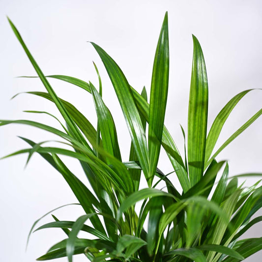 Areca Palm Plant