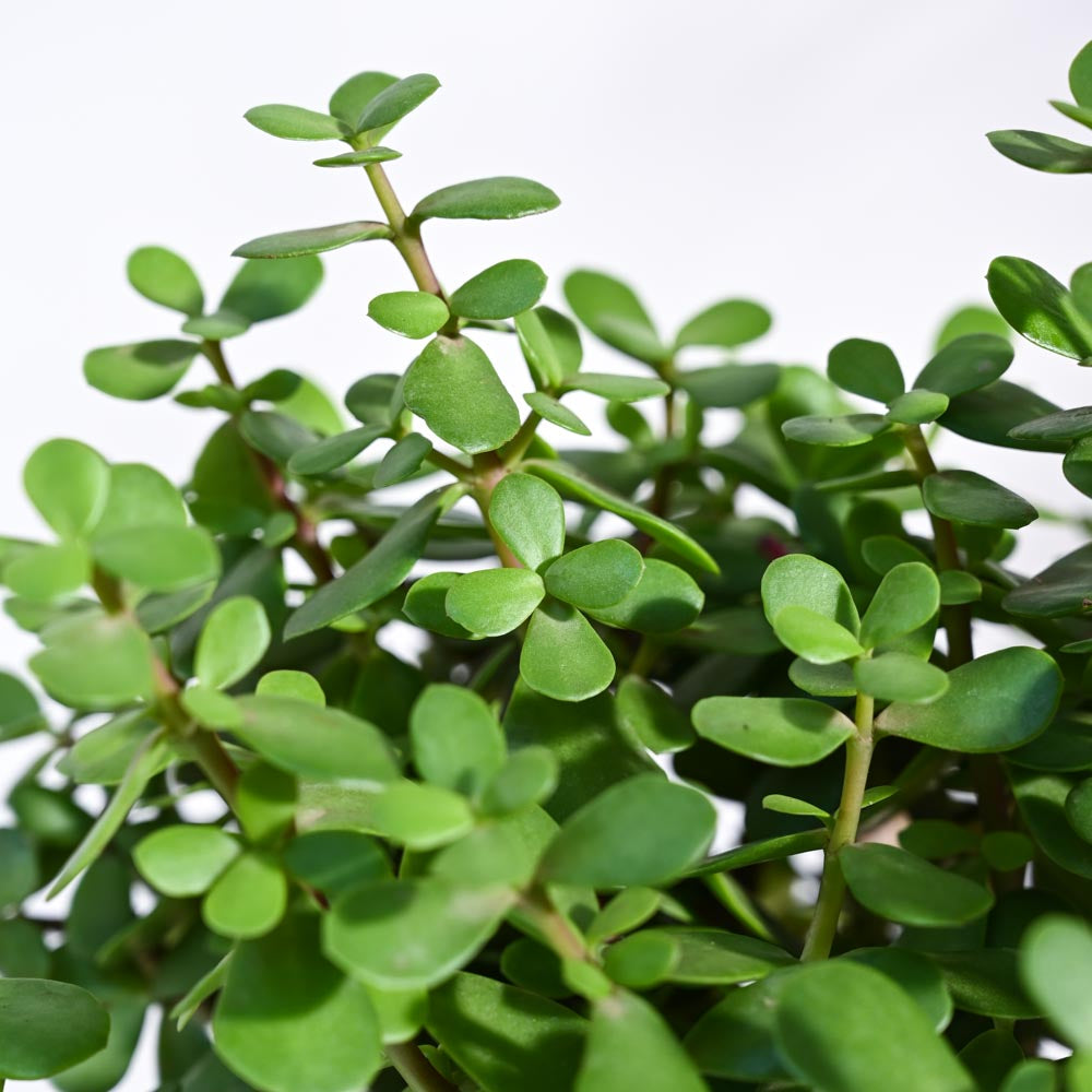 Jade Plant Mini