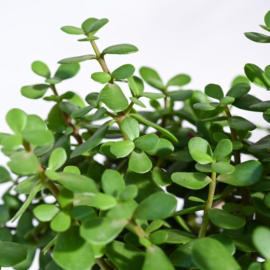 Jade Plant Mini