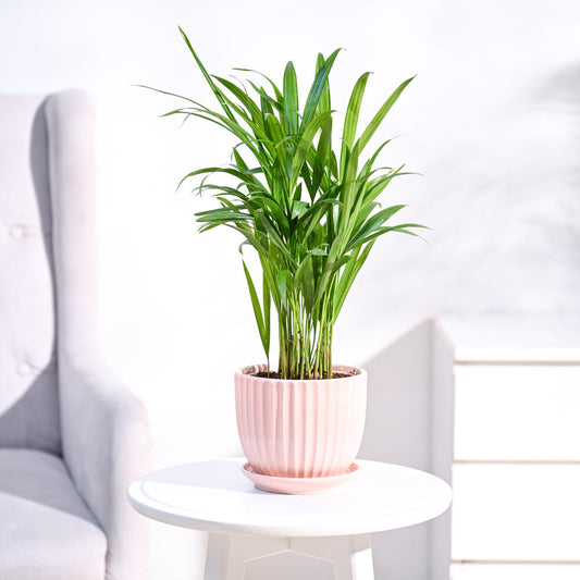 Areca Palm Plant