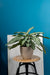 Indoor Plants