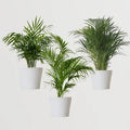 Plants