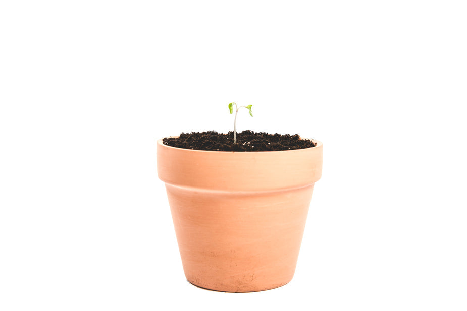 Pots & Planters