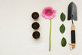 Plant care