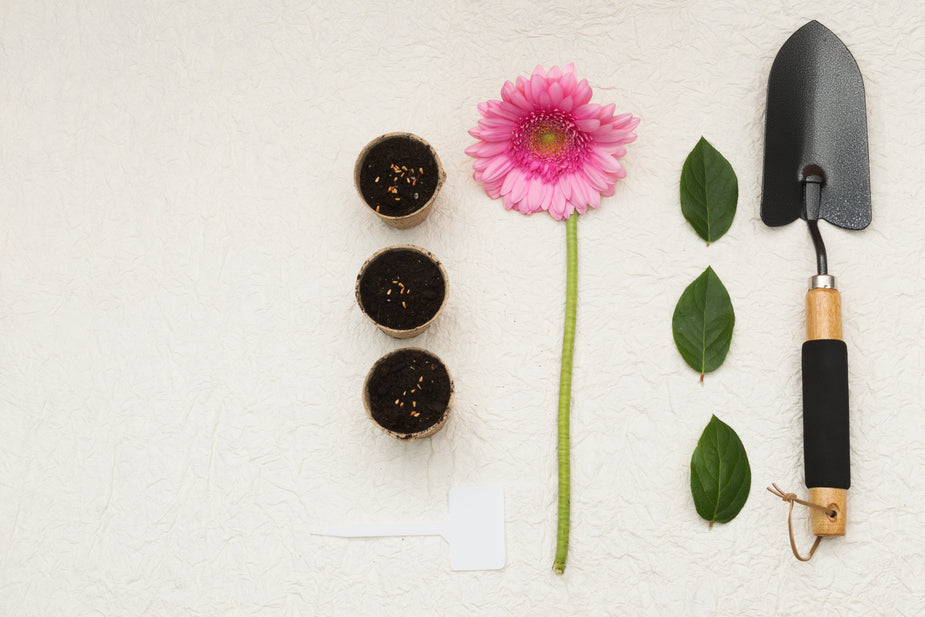 Plant care