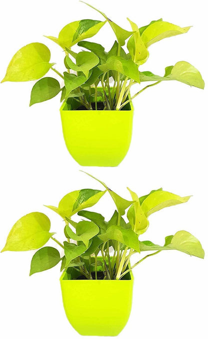 Seeds Air Purifying Good Luck Golden Money Plant - Feng Shui Pothos Plant [Pack of 2 Plants]
