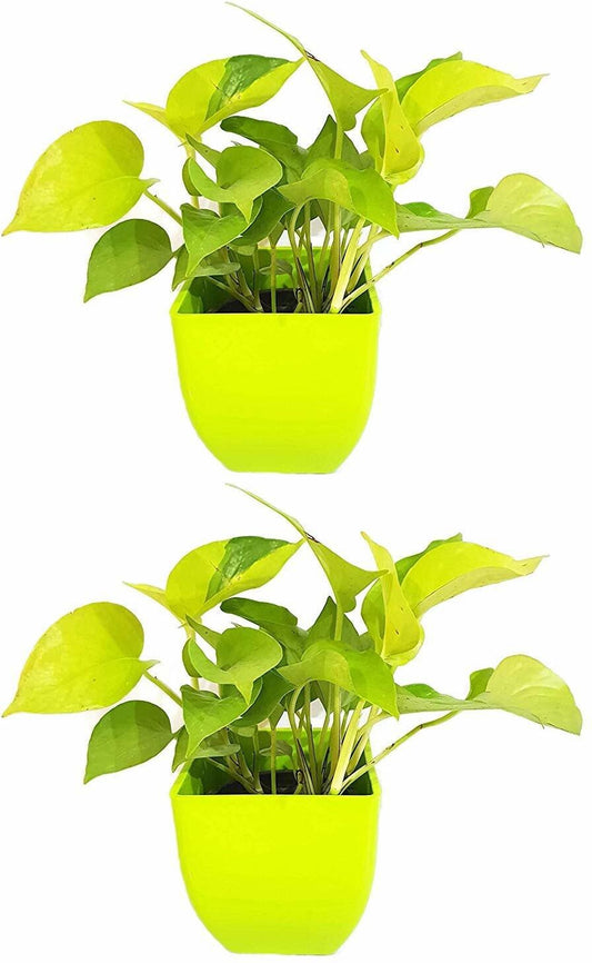 Seeds Air Purifying Good Luck Golden Money Plant - Feng Shui Pothos Plant [Pack of 2 Plants]