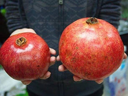 Seeds Anar Plant