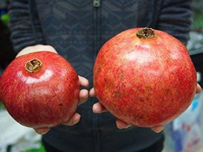 Seeds Anar Plant
