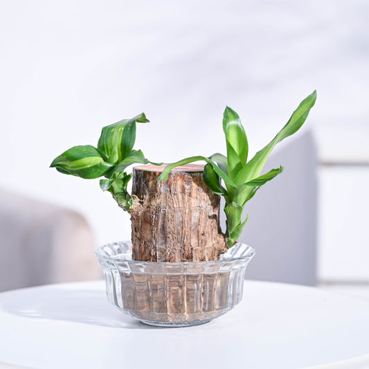 Brazilian Wood Plant