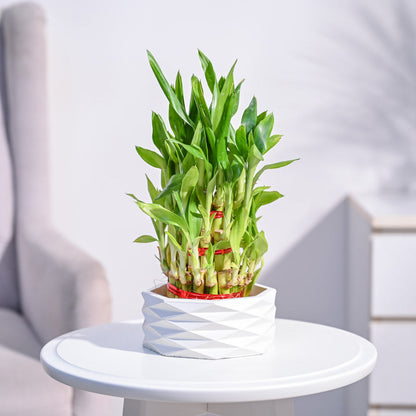 Lucky Bamboo Plant - 3 Layer
