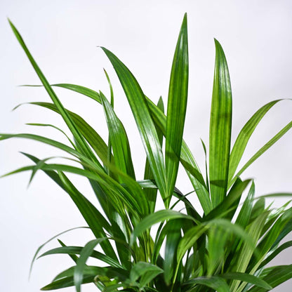 Areca Palm Plant