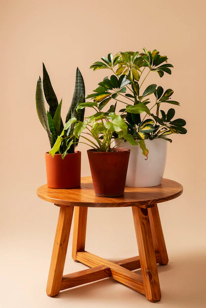 Indoor Plants