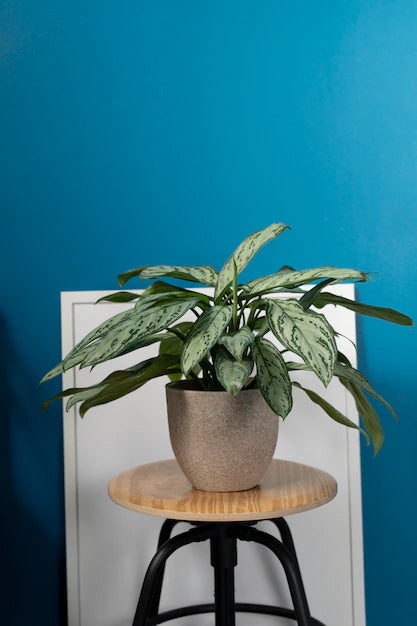 Indoor Plants
